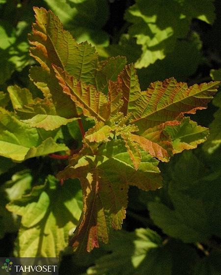 Physocarpus opulifolius 'Angel Gold', keltaheisiangervo